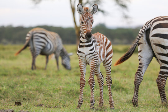 Zebra foal standing between adults in Lake Nakuru National Park, Kenya