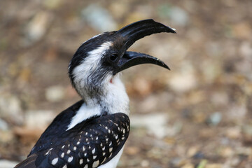 Jackson's hornbill calling with open bill, Lake Baringo, Kenya © photogallet