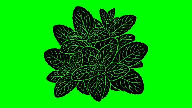 leaf illustration video animation freshness food nature silhouette green logo organic icon mint herb plant menthol peppermint natural fresh outline ingredient garden healthy for green screen footage