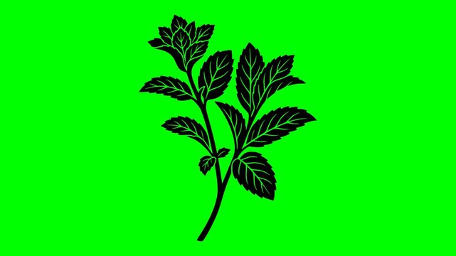 leaf illustration video animation freshness food nature silhouette green logo organic icon mint herb plant menthol peppermint natural fresh outline ingredient garden healthy for green screen footage