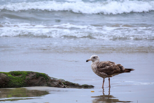 Immature American herring gull standing on a sandy ocean beach shore with incoming waves in background, Tourmaline Surf Park limestones, San Diego, California