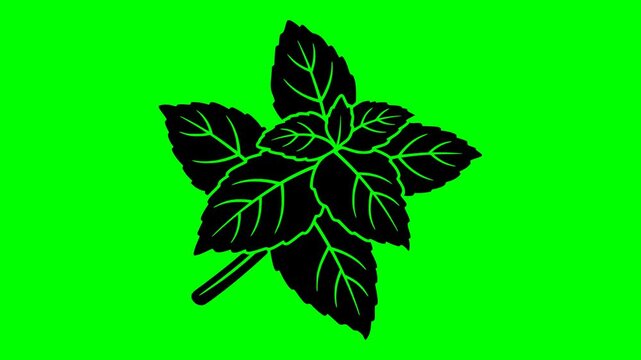 leaf illustration video animation freshness food nature silhouette green logo organic icon mint herb plant menthol peppermint natural fresh outline ingredient garden healthy for green screen footage