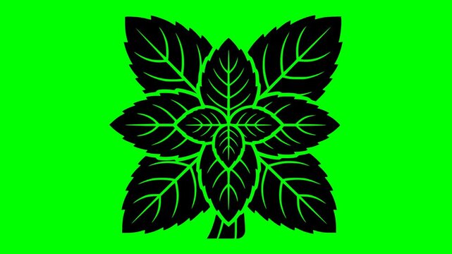 leaf illustration video animation freshness food nature silhouette green logo organic icon mint herb plant menthol peppermint natural fresh outline ingredient garden healthy for green screen footage