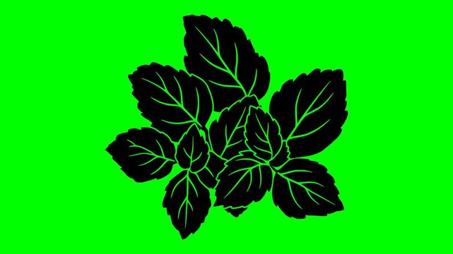 leaf illustration video animation freshness food nature silhouette green logo organic icon mint herb plant menthol peppermint natural fresh outline ingredient garden healthy for green screen footage