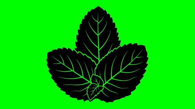 leaf illustration video animation freshness food nature silhouette green logo organic icon mint herb plant menthol peppermint natural fresh outline ingredient garden healthy for green screen footage