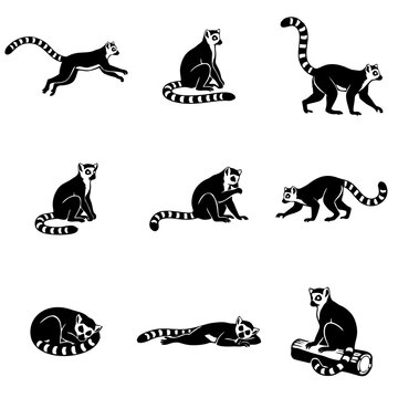Ring-tailed lemur vector set featuring cute lemur jumping, sitting on log, grooming, running, and sleeping in nature.