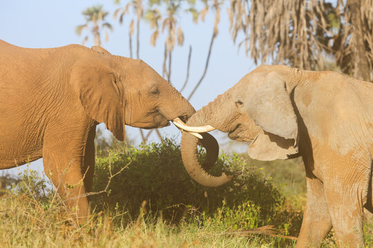 Elephants touching trunks in front of doum palms in Samburu National Reserve, Kenya