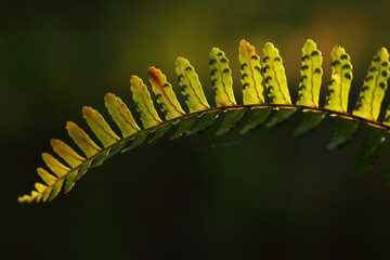 Sori spore-bearing clusters on the underside of a fern leaf, arranged in a beautiful pattern under the sunlight. © Sanpatch Chindathong