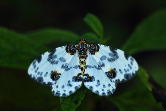 Geometer moths of the genus Abraxas (Magpie moths)