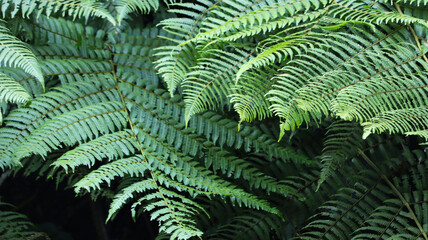 Lush green fern leaves texture in a tropical rainforest jungle © Ivory Nest