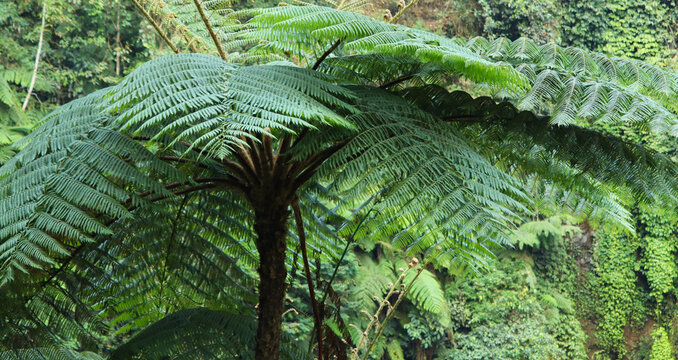 Lush giant tree fern growing in a tropical rainforest ecosystem