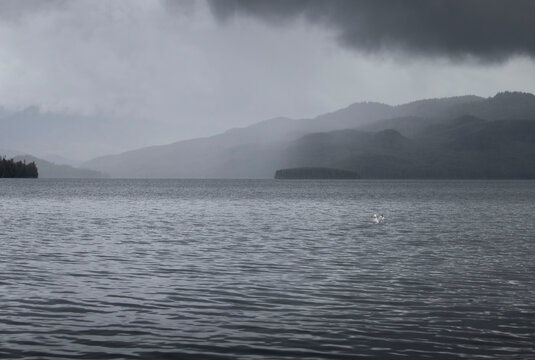 White headed gull swimming in a lake near Soldotna, Alaska on a foggy summer day.