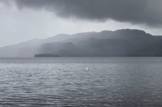 White headed gull swimming in a lake near Soldotna, Alaska on a foggy summer day.