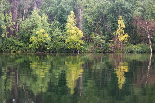 Reflection of trees turning yellow at a lake near Soldotna, Alaska on a summer day.