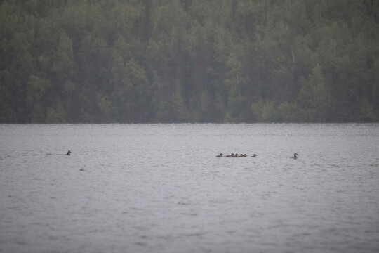 Ducks swimming in a lake near Soldotna, Alaska on a foggy summer day.