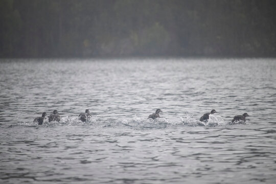Row of ducks swimming in a lake near Soldotna, Alaska on a foggy summer day.