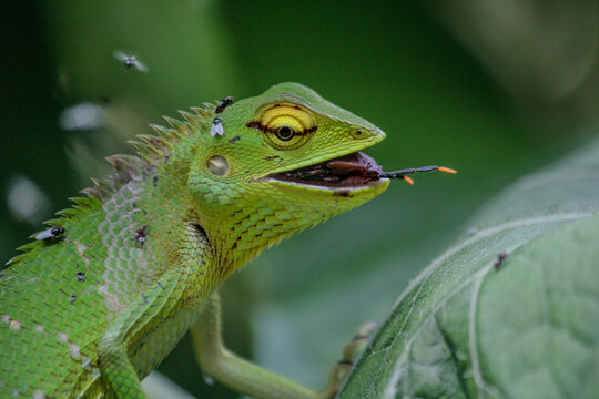 green garden lizard eating an insect on a leaf in nature