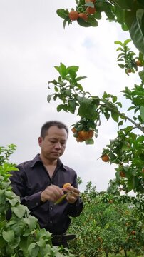 Vertical video:In Chinese orange orchard, pickers taste oranges to check ripeness, nod with satisfaction and keep harvesting.