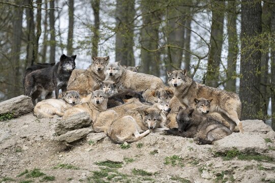 Wolf, gray wolves (Canis lupus) lying and standing on a hill, captive, Germany