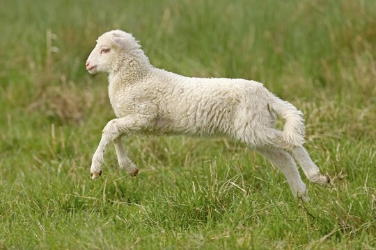Waldschaf (Landschafrasse) (domestic sheep breed) lamb jumping on a pasture, Germany