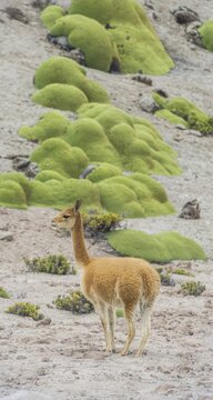 Vicu&ntilde;a or Vicugna (Vicugna vicugna) with Yareta or Llareta cushion plants (Azorella compacta), Arica y Parinacota Region, Chile