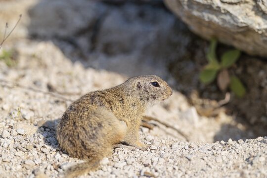 An adult European ground squirrel (Spermophilus citellus) sits on a sunny day in rocky terrain. Austria