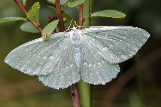 Moth, green leaf moth (Geometra papilionaria), Tiefenberger moss, Tiefenberg, near Fischen im Allg&auml;u, Oberallg&auml;u, Bavaria, Germany