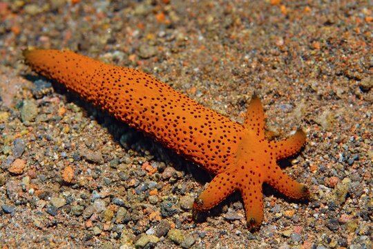 Severed arm of Luzon starfish ( Echinaster luzonicus) , develops into a six-armed, complete animal, Bali, Indo-Pacific, Indonesia