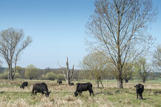 Artiodactyla, Bubalus Arnee, Even-Toed Ungulate, Frie&szlig;nitzer See, Germany, Greiz, Pairhoofes, Thuringia, Water Buffalo, Grazing, Domesticated Animals, Extensive Grazing, Grazing, Pets, Mammals, Vogtland