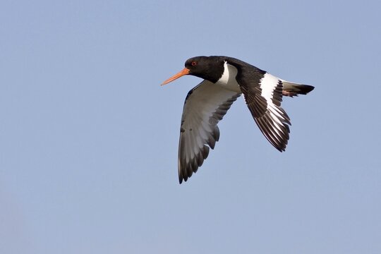 Eurasian oystercatcher (Haematopus ostralegus), flying, Texel Island, North Sea, North Holland, Netherlands