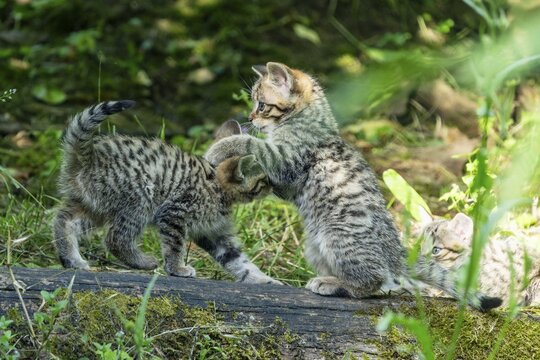 Three young kittens playing and wrestling with each other in the forest, wild cat (Felis silvestris), kittens, Germany
