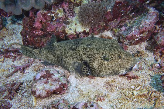 A fish with a camouflage pattern, the giant pufferfish (Arothron stellatus), lies on a sandy seabed amongst the rocks at the Toyapakeh dive site, Nusa Ceningan, Nusa Penida, Bali, Indonesia