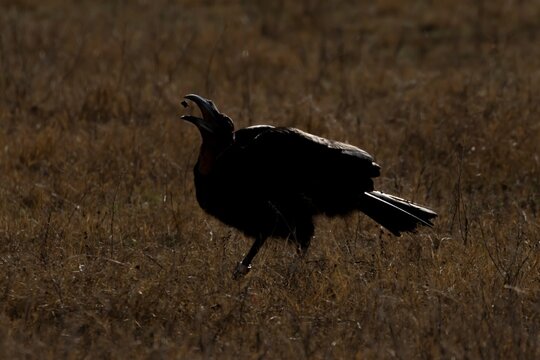Southern ground hornbill (Bucorvus leadbeateri) adult bird feeding in a savannah grassland, Limpopo, South Africa