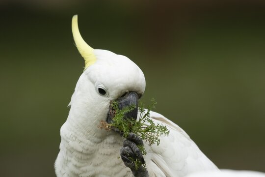 Sulphur-crested cockatoo (Cacatua galerita) adult bird feeding on grass, Sydney, New South Wales, Australia