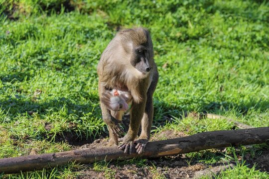 An adult female mandrill (Mandrillus leucophaeus) walks between rocks and tree trunks across the green forest floor carrying her baby