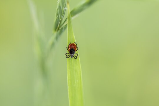 Female tick, Castor Bean Tick (Ixodes ricinus) lurks on a blade of grass, Bavaria, Germany
