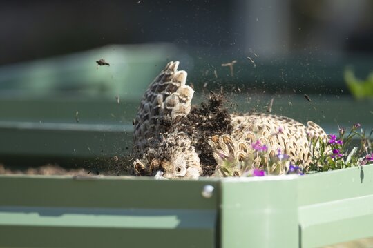 Common pheasant (Phasianus colchicus) adult female game bird dust bathing on a garden raised bed, England, United Kingdom