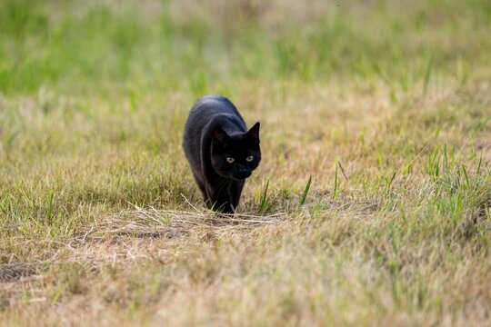 House cat, black, running across the meadow, Vulkaneifel, Rhineland-Palatinate, Germany