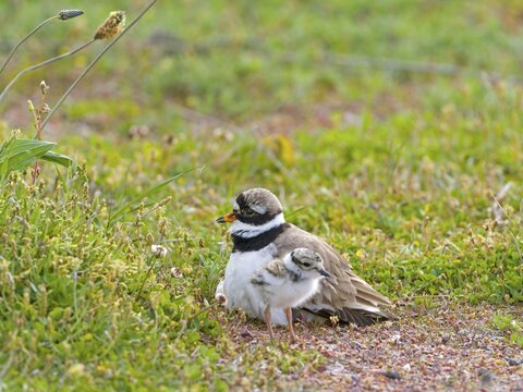 Ringed Plover (Charadrius hiaticula), hooting chicks under its plumage, Texel Island, Netherlands