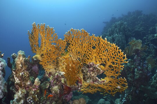 Net fire coral (Millepora dichotoma), Dive Site House Reef, Mangrove Bay, El Quesir, Red Sea, Egypt