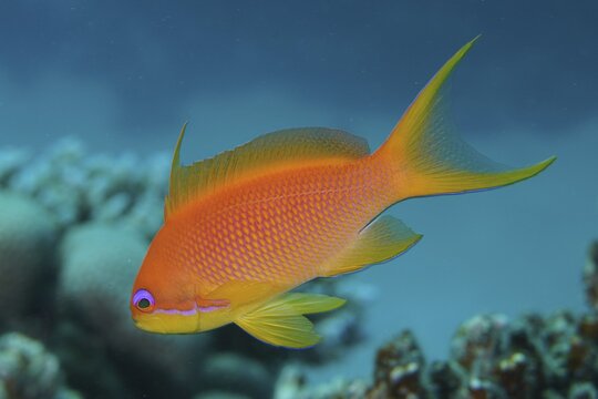 Sea goldie (Pseudanthias squamipinnis), female, dive site House Reef, Mangrove Bay, El Quesir, Red Sea, Egypt