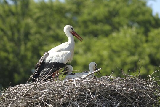 White stork (Ciconia ciconia) Old bird shields its young from strong sunlight with open wings, southern Sweden, Sweden