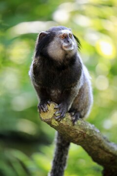Wied's marmoset (Callithrix kuhlii), adult, sits on branch, vigilant, captive