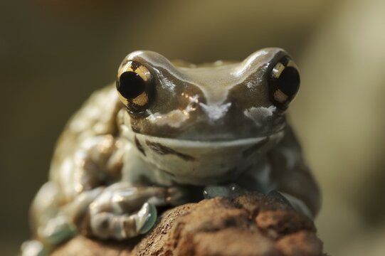 Cave toad frog (Trachycephalus resinifictrix, Phrynohyas resinifictrix), captive, occurrence in South America
