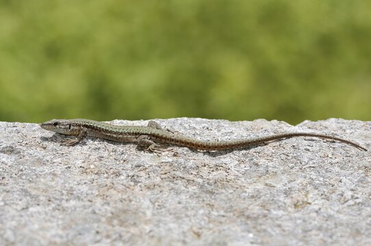 Podarcis hispanicus or Iberian wall lizard (Podarcis hispanicus), Algarve, Portugal