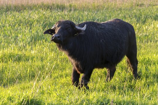 Artiodactyla, Bubalus Arnee, Even-Toed Ungulate, Frie&szlig;nitzer See-Struth, Germany, Greiz, Paarhufer, Thuringia, Water Buffalo, Grazing, Domesticated Animals, Extensive Grazing, Pet, Landscape, Mammals, Nature Reserve, Mammals, Nature Reserve, Mammals, Water Buffalo Pasture