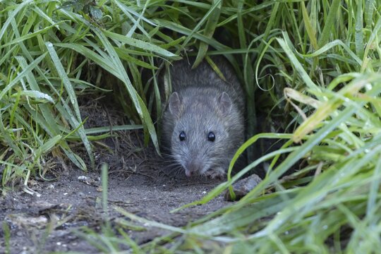 European brown rat (Rattus norvegicus) adult animal emerging from its burrow hole, England, United Kingdom