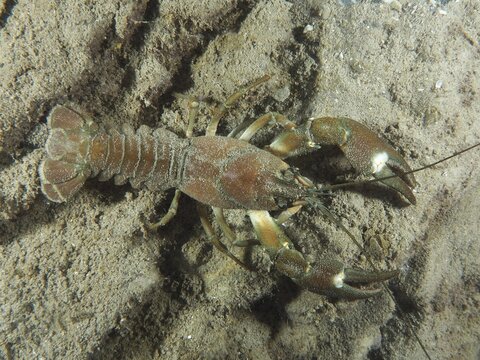 A signal crayfish (Pacifastacus leniusculus), American crayfish, invasive species, lies with outstretched claws on a sandy bottom. Terlinden dive site, K&uuml;snacht, Lake Zurich, Canton Zurich, Switzerland