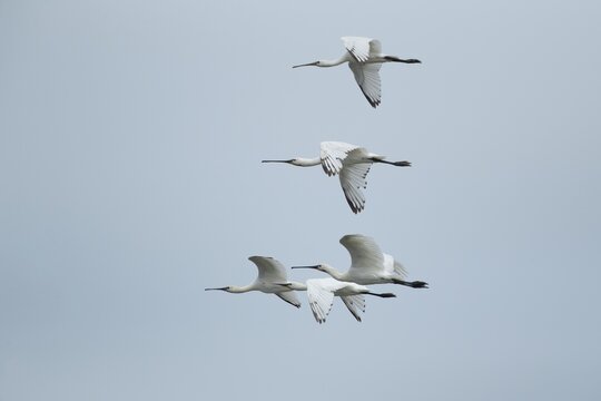 Eurasian spoonbill (Platalea leucorodia) five adult birds in flight, Lincolnshire, England, United Kingdom