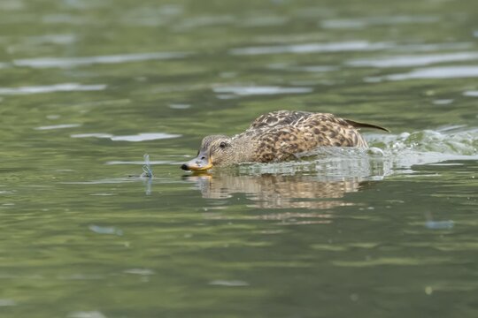 Mallard duck (Anas platyrhynchos) adult female bird chasing damselflies on a lake, England, United Kingdom
